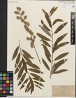 Foto von Salix humilis Marshall x Salix sericea Marshall